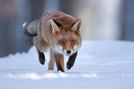 В Калининградской области провели перепись диких животных