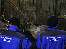 Российское село закрыли на карантин из-за сибирской язвы у жителя