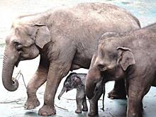 Ученые: особый ген защищает слонов от рака‍