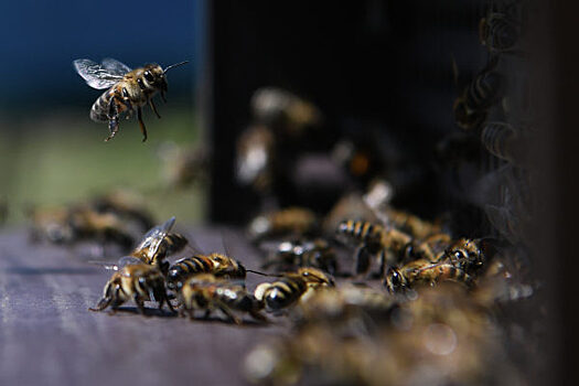 В Шарыповском районе из-за обработки полей пестицидами погибли пчёлы
