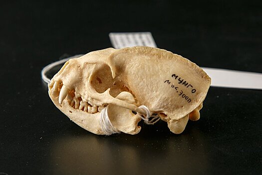 В Дарвиновском музее теперь можно будет увидеть череп мунго
