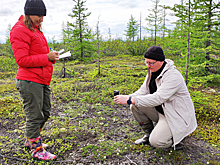 Сотрудники РАН зафиксировали трансформацию ландшафтов арктической зоны