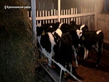 В хозяйствах Башкортостана переходят на зимний режим