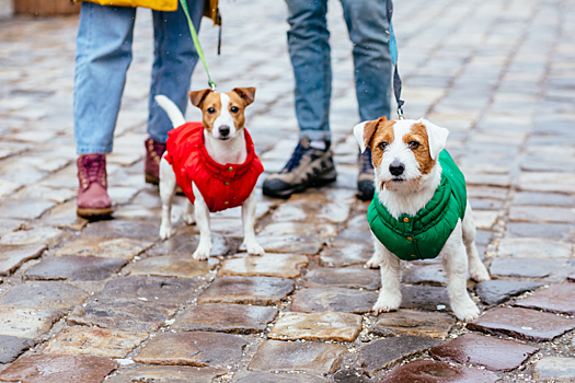 Что стоит учесть при выгуле собаки в холодное время года?