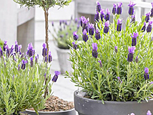 Сад на подоконнике: 10 душистых трав, которые можно выращивать дома