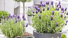 Сад на подоконнике: 10 душистых трав, которые можно выращивать дома