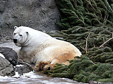 В Москве открылись пункты приема новогодних елок
