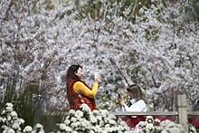 В Крыму стартовал фестиваль цветения сакуры