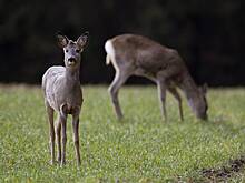 В российском регионе запечатлели бегающих по полю косуль