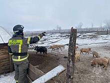 Пожарные МЧС на руках вытащили из огня десятки свиней