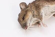 Покупатели ростовского супермаркета обнаружили мышей на полке с макаронами