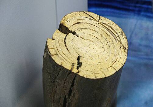 Россиянина осудят за попытку вывезти бивни мамонтов