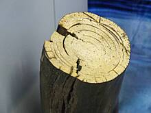 Россиянина осудят за попытку вывезти бивни мамонтов