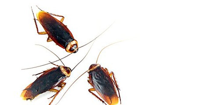 Ученые раскрыли причину живучести тараканов