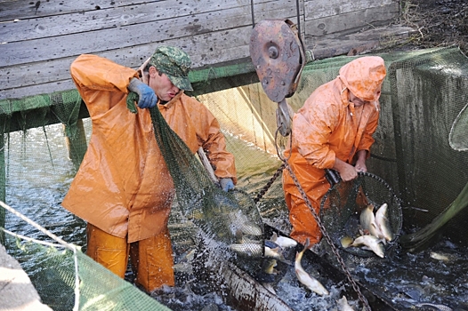 Волгоградские предприятия рыбной промышленности показывают отличный улов