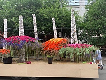 Улица Ленина утонет в цветах до 3 июля после цветочного фестиваля в Новосибирске