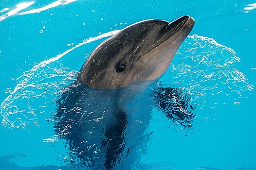В Испании спасли дельфина, выбросившегося на берег