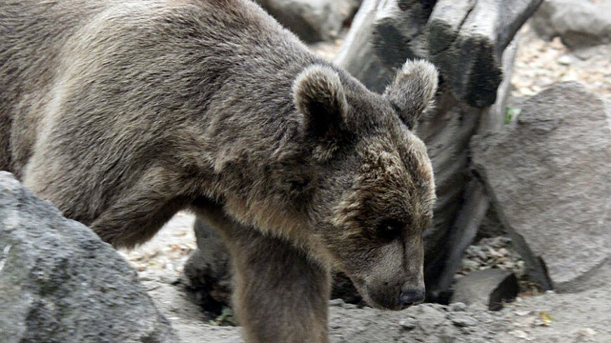 Противостояние лося и медведя на Камчатке попало на видео