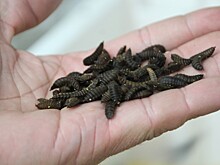 Иркутские ученые научились получать биопластик из насекомых