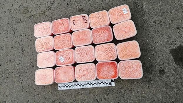 На Камчатке полицейские задержали мужчину, пытавшегося продать 155 кг немаркированной икры