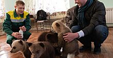 В Уфимском зоопарке пятерых новорожденных медвежат