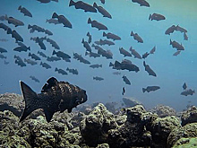 Коралловые лососи стали трусливее из-за рыбной ловли