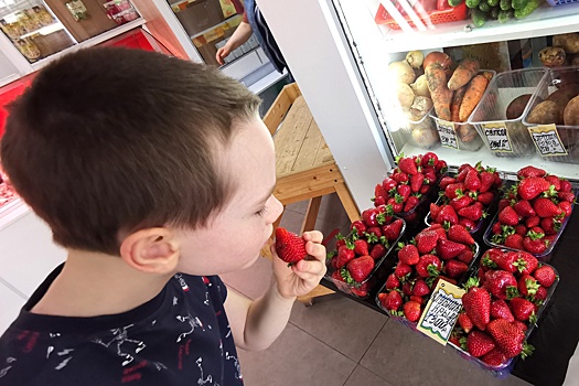 Цены на клубнику не упадут, даже когда в июне пойдет подмосковная ягода