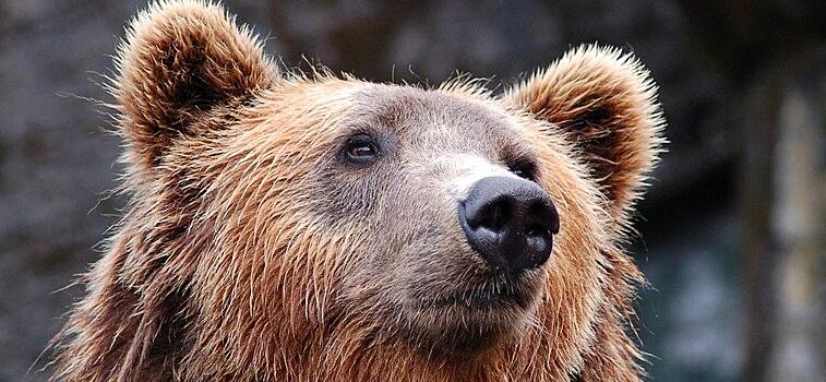 В Хабкрае полиция «патрулировала» гуляющих по посёлку медведей