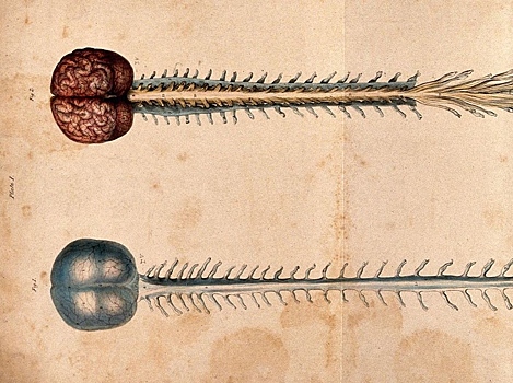 История науки в картинках: центральная нервная система образца 1839 года
