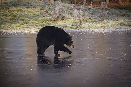 Турист-одиночка отправил родным фотографию медведя и пропал