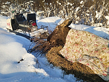 В Ярославской области местные жители выходили провалившегося под лед лося