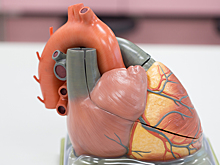 Эти 5 фактов о сердце поражают даже опытных врачей