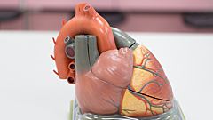 Эти 5 фактов о сердце поражают даже опытных врачей