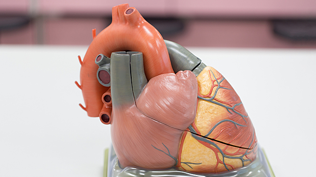 Эти 5 фактов о сердце поражают даже опытных врачей