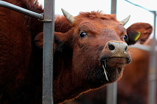 Жителя Оренбургской области убила его корова