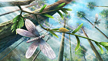 Палеонтологи определили окраску крыльев бабочек возрастом 200 миллионов лет
