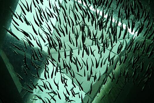 Власти Якутии ищут проектировщика рыбзавода