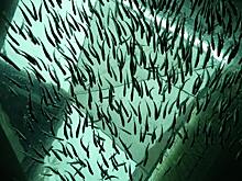 Власти Якутии ищут проектировщика рыбзавода