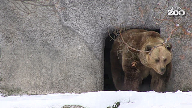 В финском зоопарке медведи проснулись на месяц раньше