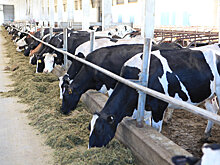 В Мордовии за полгода производство сельхозпродукции выросло на 5%