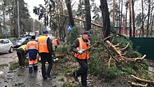 Ураган в Москве повалил почти 1000 деревьев