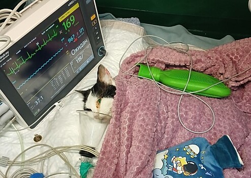 Проткнутый палкой кот пришел в себя после операции в Нижнем Новгороде