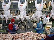 Продолжить развитие птицеводства в России поможет экспорт