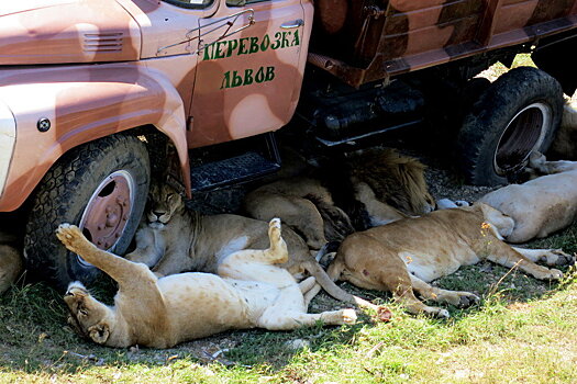 В Крыму парк львов "Тайган" и зоопарк "Сказка" закрыли для посетителей