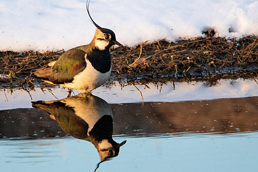 Первые чибисы прилетели в Новосибирскую область