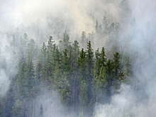 Сибирские лесные пожары впервые сократились