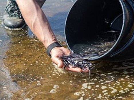 В Павловское водохранилище запустили более 15 тысяч мальков стерляди