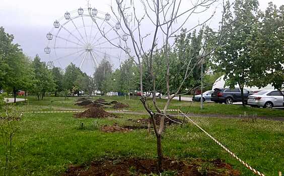 Деревья со стройплощадки музея ВДВ «переедут» к Ледовому дворцу