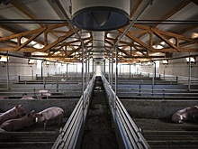 Во Вьетнаме ускорилось распространение АЧС