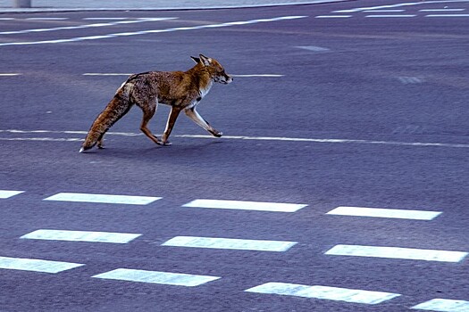 На улицы вышли дикие животные